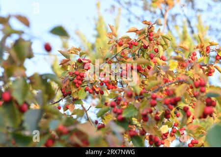 Grappes de l'aubépine mûre sur les branches en automne Banque D'Images