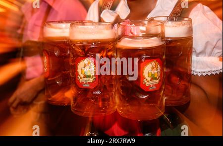 Dresde, Allemagne. 21 septembre 2023. Les Maßkrüge sont tenus entre les mains d'une serveuse lors de la traditionnelle dégustation de bière en fût à l'Oktoberfest de Dresde. La 9e édition de l’Oktoberfest de Pichmännel aura lieu sur le site du festival Rinne Dresden, avec une capacité de 50 000 visiteurs du 21 septembre au 7 octobre 2023. (Photo avec effet zoom) crédit : Robert Michael/dpa/Alamy Live News Banque D'Images