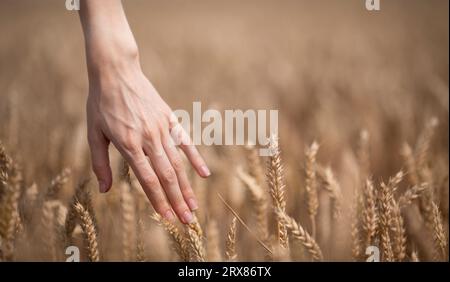 Une jeune femme agronome dans une chemise blanche touche des épillets parmi un champ de blé doré. Les mains rapprochées. Placer pour le texte. Photo de haute qualité Banque D'Images