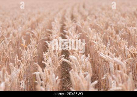 Rangées de blé sur les champs agricoles en été. Photo de haute qualité Banque D'Images