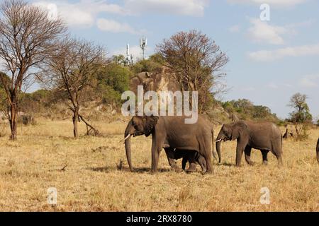 Parc national du Serengeti, Kenya. 14 septembre 2023. Quatre éléphants paissent sur une plaine herbeuse devant des tours de téléphone cellulaire sur une colline couverte d'arbres. Banque D'Images