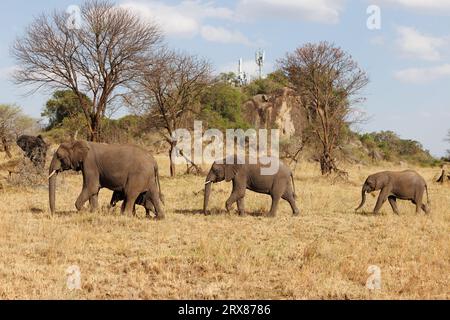 Parc national du Serengeti, Kenya. 14 septembre 2023. Quatre éléphants paissent sur une plaine herbeuse devant des tours de téléphone cellulaire sur une colline couverte d'arbres. Banque D'Images