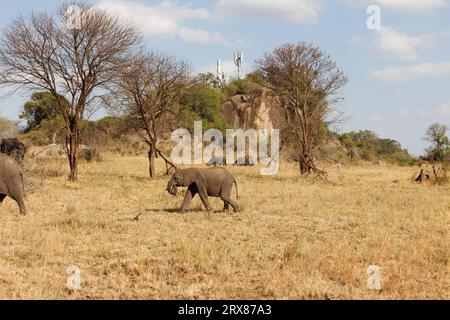 Parc national du Serengeti, Kenya. 14 septembre 2023. Les éléphants paissent sur une plaine herbeuse devant les tours de téléphone cellulaire sur une colline couverte d'arbres. Banque D'Images