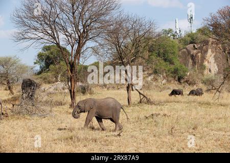 Parc national du Serengeti, Kenya. 14 septembre 2023. Deux éléphants et trois Cape Buffalo paissent sur une plaine herbeuse devant des tours de téléphone cellulaire sur un tr Banque D'Images