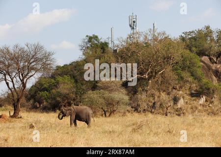 Parc national du Serengeti, Kenya. 14 septembre 2023. Les éléphants paissent sur une plaine herbeuse devant les tours de téléphone cellulaire sur une colline couverte d'arbres. Banque D'Images