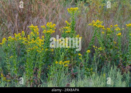 Tige d'or rigide, Solidago rigida Banque D'Images