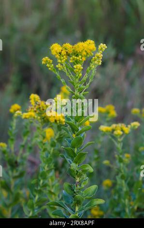 Tige d'or rigide, Solidago rigida Banque D'Images