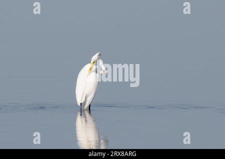 Grand Egret, Ardea alba, préening Banque D'Images