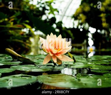 Amazon Water Lily au Conservatory of Flower San Francisco Banque D'Images