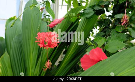 Hibiscus schizopetalus, une plante d'hibiscus également connue sous le nom de rosemallow frangé, lanterne japonaise, hibiscus de corail et hibiscus d'araignée ; plantes ornementales. Banque D'Images