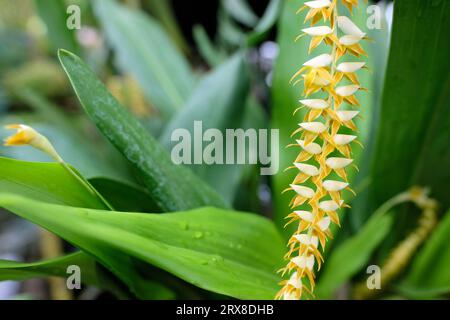 Fleur de Dendrochilum Magnum ; variété d'orchidées épiphytes des Philippines. Banque D'Images