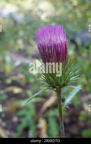 Cirsium andersonii un chardon également connu sous les noms communs chardon d'Anderson et chardon rose. Originaire de Californie, il pousse dans les forêts et les bois Banque D'Images