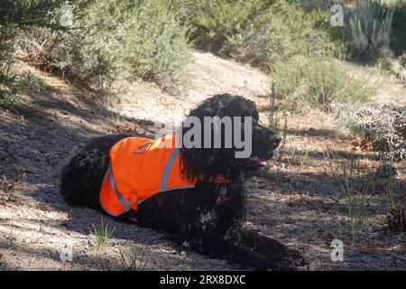 Chien portant un gilet de sécurité réfléchissant haute visibilité Banque D'Images