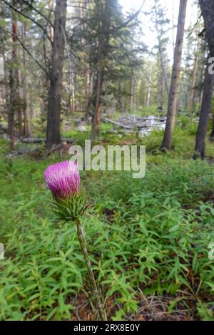 Cirsium andersonii un chardon également connu sous les noms communs chardon d'Anderson et chardon rose. Originaire de Californie, il pousse dans les forêts et les bois Banque D'Images