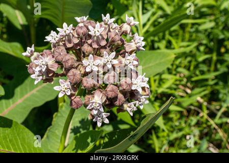 Grappe de petites fleurs blanches avec des boutons rosâtre-brun - plante verte avec de grandes feuilles - champ de plantes vertes en arrière-plan - lumière du soleil Banque D'Images