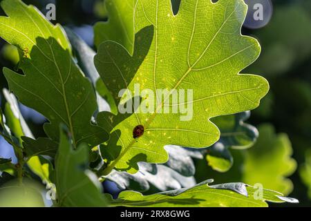 Coccinelle rouge avec des taches noires sur la feuille dentelée vert clair - tir à faible angle avec ciel bleu et plus de feuilles en arrière-plan Banque D'Images