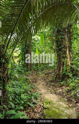 Les jardins botaniques de Penang, Pulau Pinang, Malaisie Banque D'Images