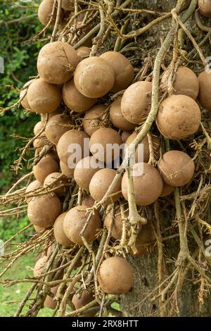 Un arbre à canonball dans les jardins botaniques de Penang, Pulau Pinang, Malaisie Banque D'Images