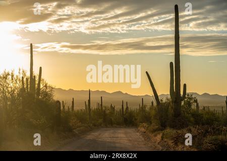 Lumière du coucher de soleil brumeux sur Hohokom Road dans le parc national de Saguaro Banque D'Images