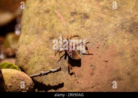 Insecte des graines de conifères de l'Ouest ou Leptoglossus occidentalis reposant sur un rocher dans les sentiers du ruisseau Tonto près de Payson, Arizona. Banque D'Images