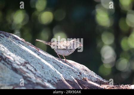 Moineau déchiqueté ou Spizella passerina debout sur un rocher sur les sentiers de Tonto creek près de Payson, Arizona. Banque D'Images