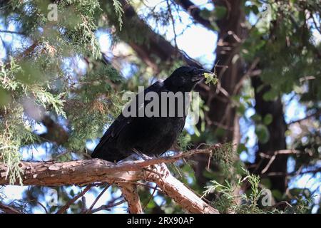 Corbeau commun ou Corvus corax se nourrissant d'une mante religieuse à Rumsey Park à Payson, Arizona. Banque D'Images