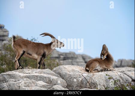 Bouquetin espagnol (Capra pyrenaica). Mâle debout à côté de femelle couché sur la roche pendant la saison d'ornière. Vous pouvez voir le mâle avec sa langue collant ou Banque D'Images