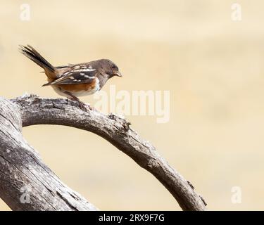 Un towhee tacheté se perche sur une branche d'arbre dans le Wyoming Banque D'Images