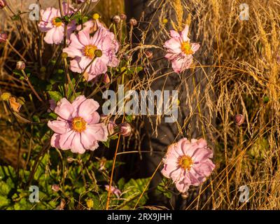 Une très belle espèce de fleur d'anémone. Floraison de l'anémone à floraison automnale Eriocapitella tomentosa. Anémone tomentosa, Robustissima ou Grapelea Banque D'Images