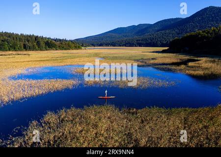 Vue aérienne de aWoman pagayant sur stand up paddle (SUP) avec une belle lumière le jour d'été sur le lac Cerknica, entouré d'une forêt luxuriante, Slovénie Banque D'Images