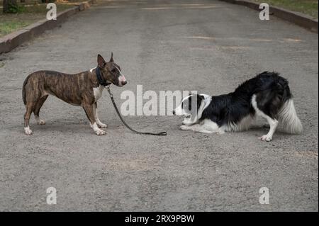 Bull terrier et border collie à l'extérieur. Deux chiens en promenade. Banque D'Images