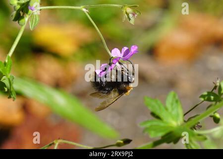 Gros plan abeille cardeuse commune (Bombus pascuorum), famille des Apidae sur fleur de bec de hérisson, bec de cidre de montagne (Geranium pyrenaicum) Banque D'Images