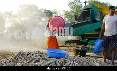 23 septembre 2023 Jaipur, Rajasthan, Inde. Moissonneuse batteuse récoltant le millet au lever du soleil, membres de la famille asiatique travaillant dans les terres agricoles. Banque D'Images