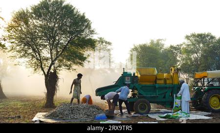 23 septembre 2023 Jaipur, Rajasthan, Inde. Moissonneuse batteuse récoltant le millet au lever du soleil, membres de la famille asiatique travaillant dans les terres agricoles. Banque D'Images