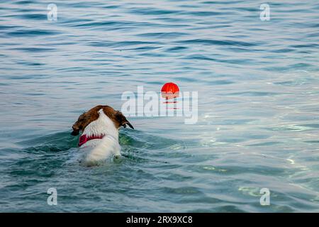 Jack Russell Terrier nage après une boule orange dans la mer Banque D'Images