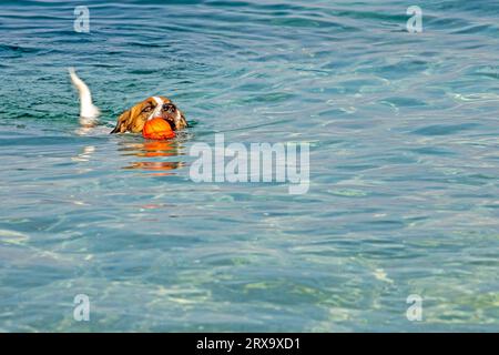 Jack Russell Terrier nage avec une boule orange dans la mer jusqu'au rivage. Dressage et soin des animaux de compagnie Banque D'Images