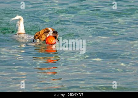 Jack Russell Terrier nage avec une boule orange dans la mer jusqu'au rivage. Dressage et soin des animaux de compagnie Banque D'Images