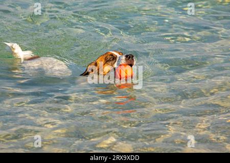 Jack Russell Terrier nage avec une boule orange dans la mer jusqu'au rivage sur commande. Dressage et soin des animaux de compagnie Banque D'Images
