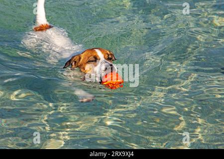 Jack Russell Terrier nage avec une boule orange dans la mer jusqu'au rivage sur commande. Formation Banque D'Images