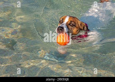 Jack Russell Terrier nage avec une boule orange dans la mer jusqu'au rivage sur commande. Formation Banque D'Images