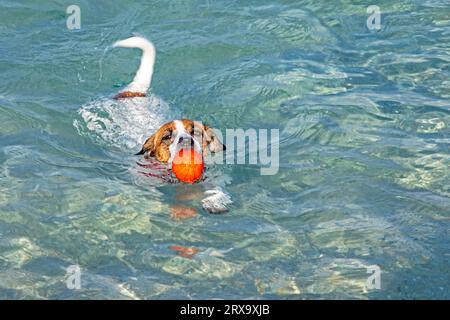 Jack Russell Terrier nage avec une boule orange dans la mer jusqu'au rivage sur commande. Dressage et soin des animaux de compagnie Banque D'Images