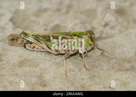 Gros plan détaillé sur la magnifique sauterelle méditerranéenne, Oedaleus decorus assis sur le sol Banque D'Images