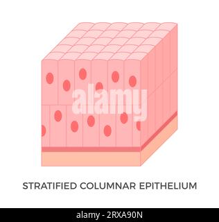 Épithélium colonnaire stratifié. Types de tissus épithéliaux. Cellules hautes et minces avec noyaux ovales. On le trouve dans la conjonctive, le pharynx, l'anus Illustration de Vecteur