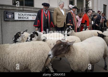 Londres, Royaume-Uni. 24 septembre 2023. Sheep Drive sur Southwark Bridge. Richard Corrigan, chef étoilé au guide Michelin (photo, 2e à gauche), accompagne Sir Andrew Parmley, en tant que Lord Mayor Locum, menant le troupeau lors de la Sheep Drive annuelle. La Worshipful Company of Woolmen Sheep Drive est réalisée à travers Southwark Bridge par Freemen de la ville de Londres, qui historiquement était autorisé à apporter du bétail et des outils dans la ville sans payer d'impôt. Crédit : Guy Corbishley/Alamy Live News Banque D'Images