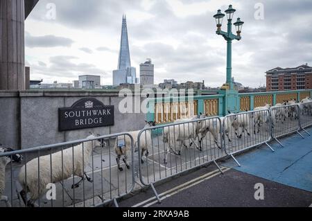 Londres, Royaume-Uni. 24 septembre 2023. Sheep Drive sur Southwark Bridge. La Worshipful Company of Woolmen Sheep Drive est réalisée à travers Southwark Bridge par Freemen de la ville de Londres, qui historiquement était autorisé à apporter du bétail et des outils dans la ville sans payer d'impôt. Crédit : Guy Corbishley/Alamy Live News Banque D'Images