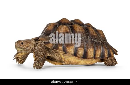 Mâle sulcata Tortue aka Centrochelys sulcata, debout côtés. En regardant sur le côté. Isolé sur fond blanc Banque D'Images