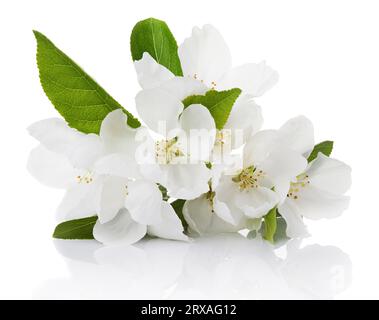 Fleurs de Printemps - Apple tree flowers isolated on white Banque D'Images