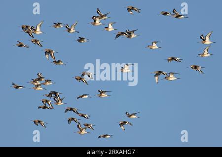 Troupeau de Gowit à queue noire (Limosa limosa islandica) volant sur Snettisham Norfolk le 2023 septembre Banque D'Images