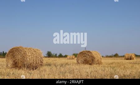 piles de foin sec roulées en rouleaux couchés sur un champ ensoleillé sous un ciel bleu clair, paysage agricole d'automne après la récolte Banque D'Images