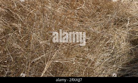 herbe longue sèche sur le terrain emmêlée par le vent, fond beige clair naturel, entrelacement chaotique de brins d'herbe desséchés à la lumière du soleil Banque D'Images